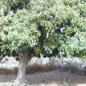 Manguier