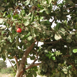 Un anacardier - Un anacardier avec ses fruits.