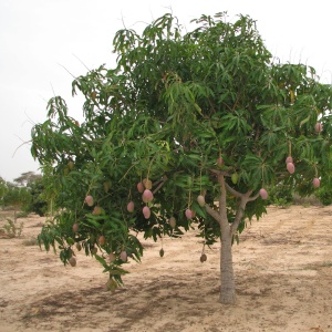 Un manguier - Un jeune manguier entrain de donner ses fruits.